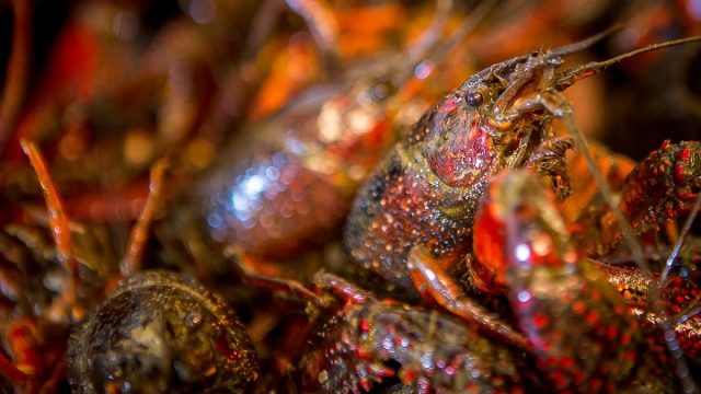 California Crawfish