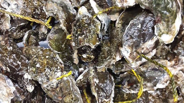 Coast Seafoods