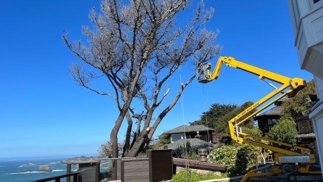 Johnson’s Quality Tree Care