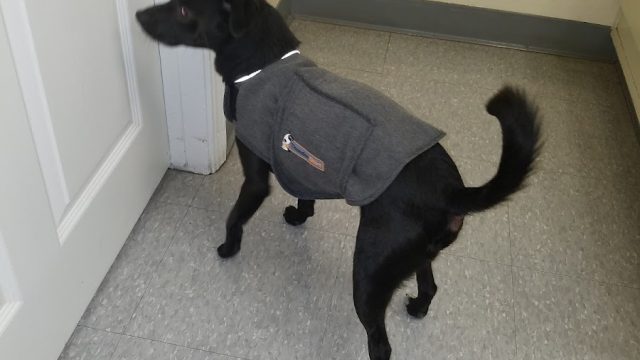 Main Street Veterinary Clinic: Takesue Lisa DVM