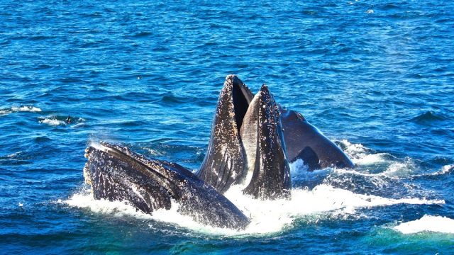 North Pacific Adventure