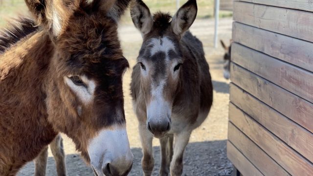 Oscar’s Place Adoption Center & Sanctuary