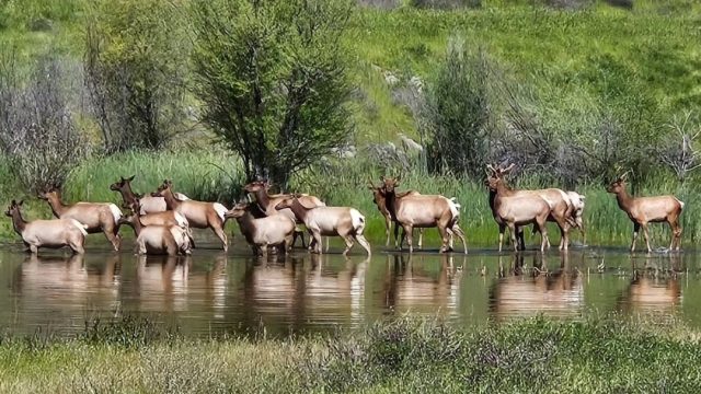 Phipps Creek Elk Viewing Area
