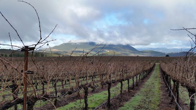 Red Hills Vineyard Co